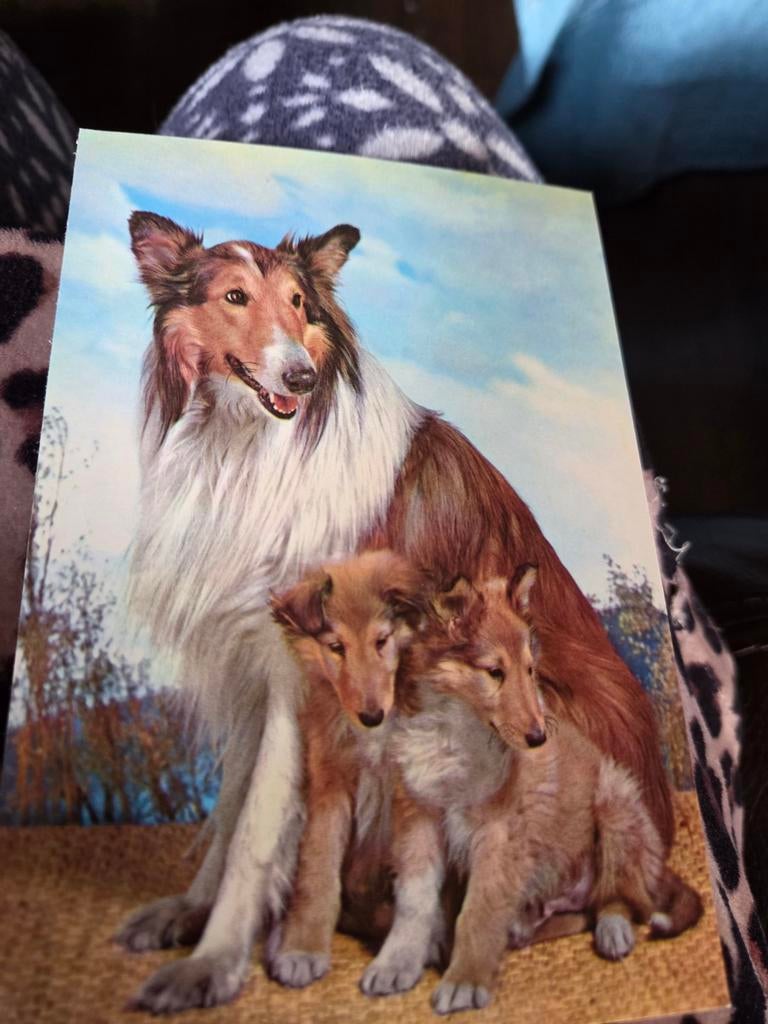 Vintage Collie Honden Ansichtkaart - Ongelopen, Ophalen of Verzenden, 1960 tot 1980, Ongelopen, Hond of Kat