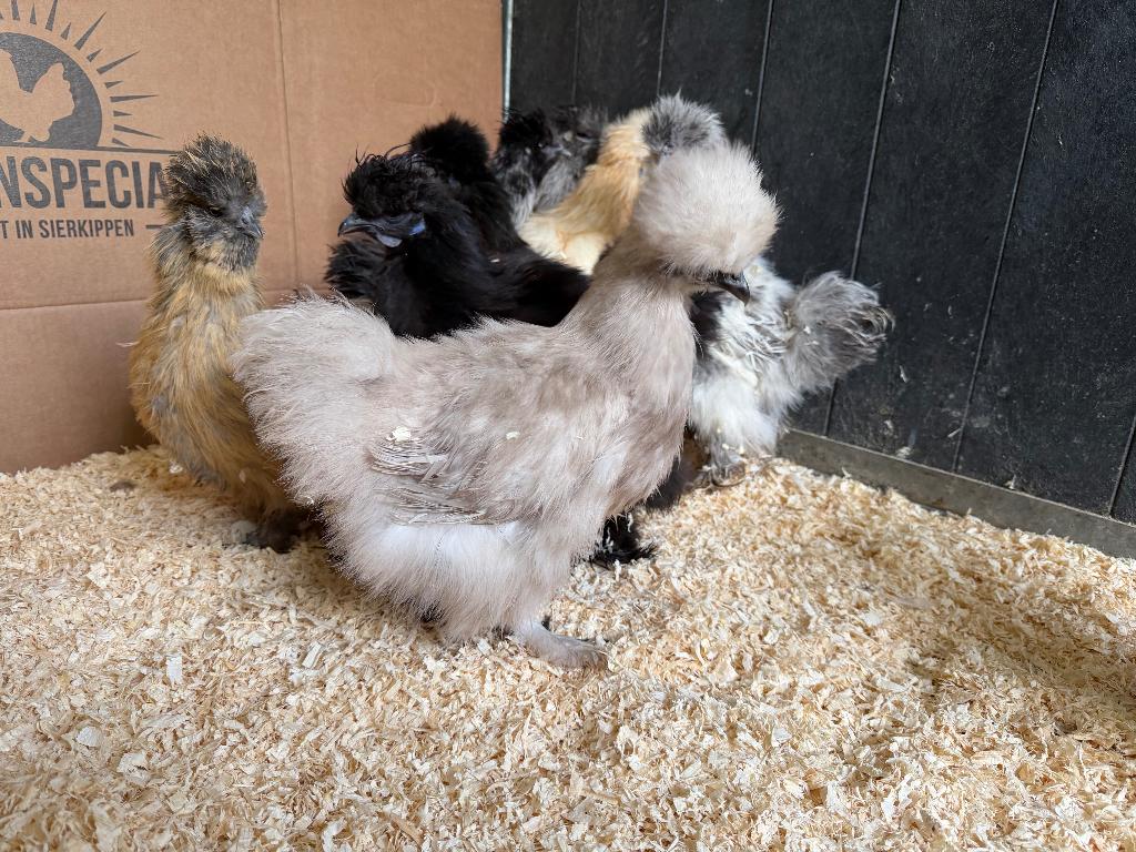 Jonge tamme Zijdehoen kriel USA kippen gesekst & ingeënt, Dieren en Toebehoren, Pluimvee, Vrouwelijk, Kip