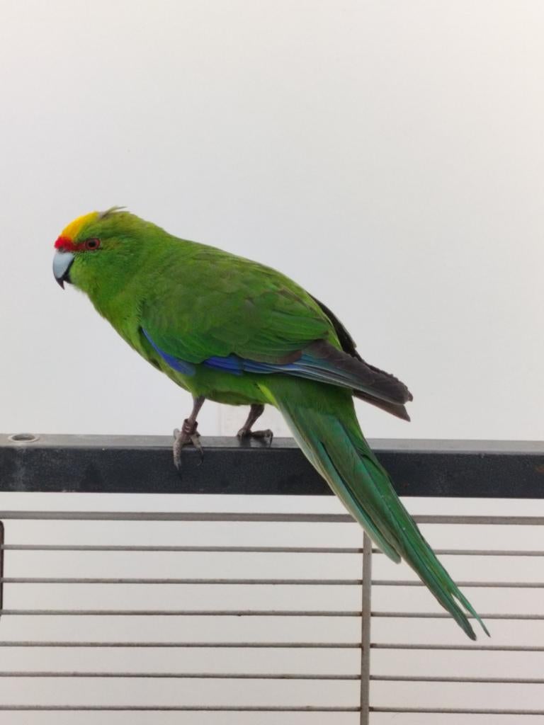 Geel voorhoofd kakariki man te koop. Geringd van april 2022, Dieren en Toebehoren, Vogels | Parkieten en Papegaaien, Mannelijk