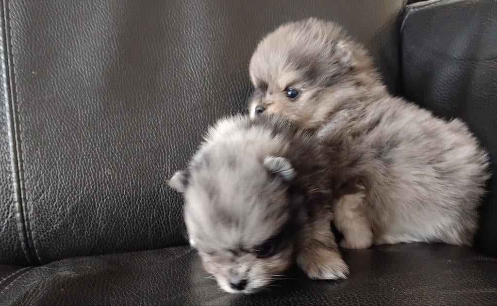 Blue merle en zwart Pomeranian, Dieren en Toebehoren, Parvo, Keeshond, 8 tot 15 weken, Meerdere