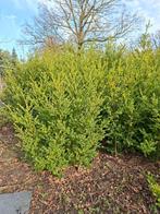 Ilex crenata Green Hedge, Ophalen, Minder dan 100 cm