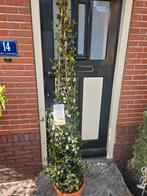 Prachtige Toscaanse Jasmijn Pyramide 220cm hoog, Tuin en Terras, Planten | Bomen, Volle zon, 100 tot 250 cm, Zomer, Overige soorten