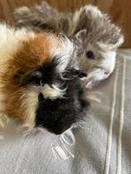 Twee jonge cavia  mannetjes langhaar peruvian, alpaca, Dieren en Toebehoren, Knaagdieren, Januari, Mannelijk