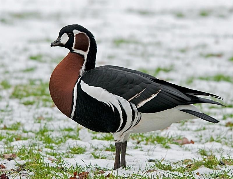 Te roodhalsgans man., Dieren en Toebehoren, Pluimvee, Mannelijk, Gans of Zwaan