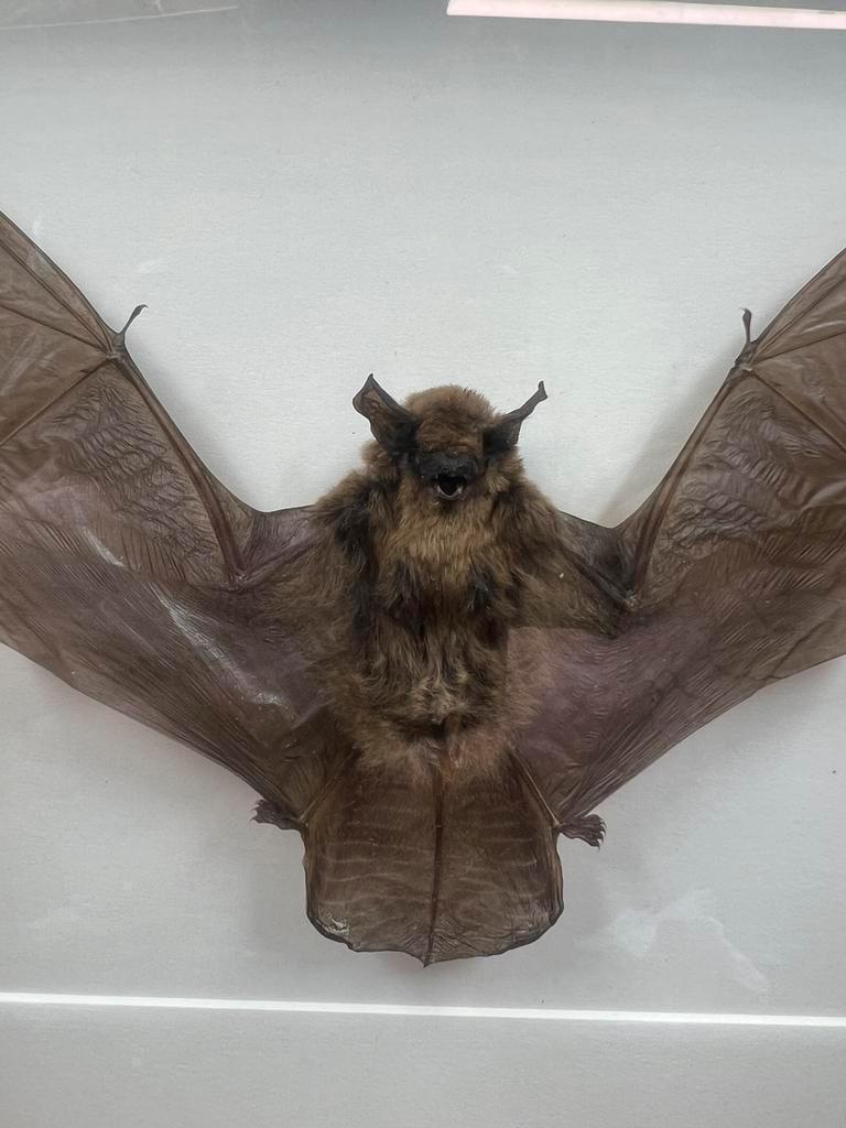 Opgezette vleermuis in luxe walnoothouten lijst, Verzamelen, Dierenverzamelingen, Ophalen of Verzenden, Nieuw, Overige soorten