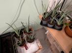 Aloe vera planten, Ophalen, Vetplant, In pot, Minder dan 100 cm