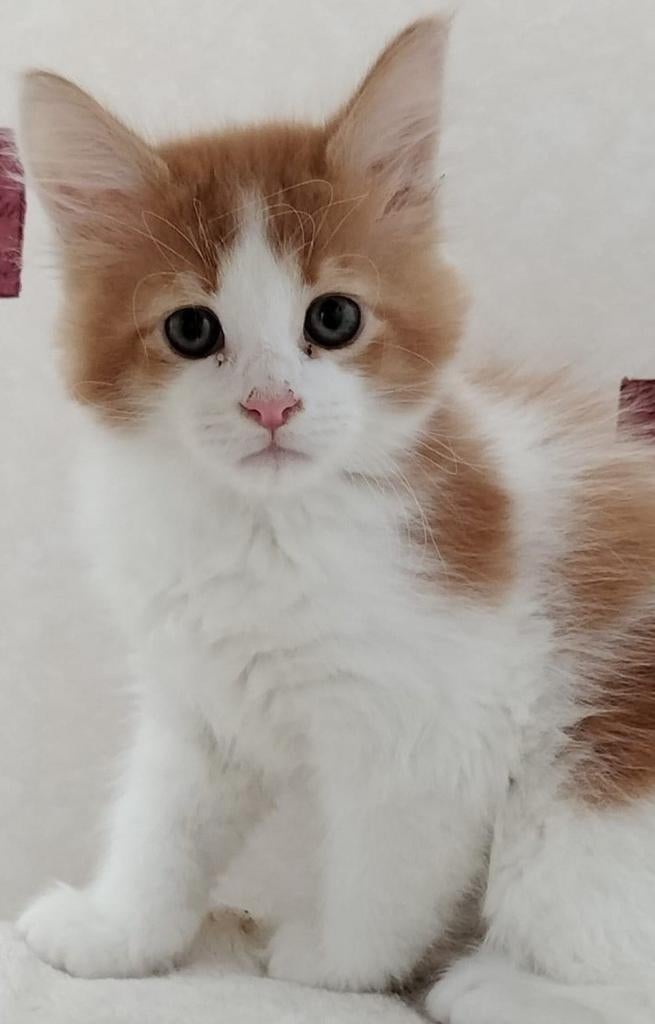 Prachtige Maine Coon kitten met stamboom! € 1250,--, Dieren en Toebehoren, Katten en Kittens | Raskatten | Langhaar, Meerdere dieren