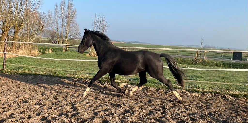Prachtige 3 jarige Bon Bravour hengst, Dieren en Toebehoren, Met stamboom, Dressuurpaard, Hengst, Onbeleerd