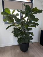 KOOPJE: Ficus Lyrata (vioolblad plant) 190 cm hoog, Ophalen, Ficus, Halfschaduw, In pot