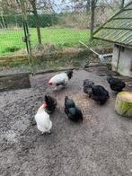 4 kippen en 1 haan, Meerdere dieren, Kip