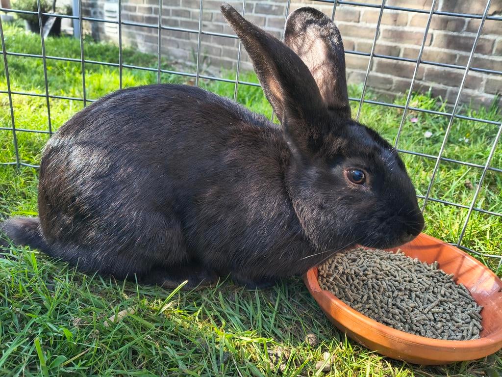 Lief konijn, ram, Dieren en Toebehoren, Konijnen, Middelgroot, Mannelijk, Hangoor