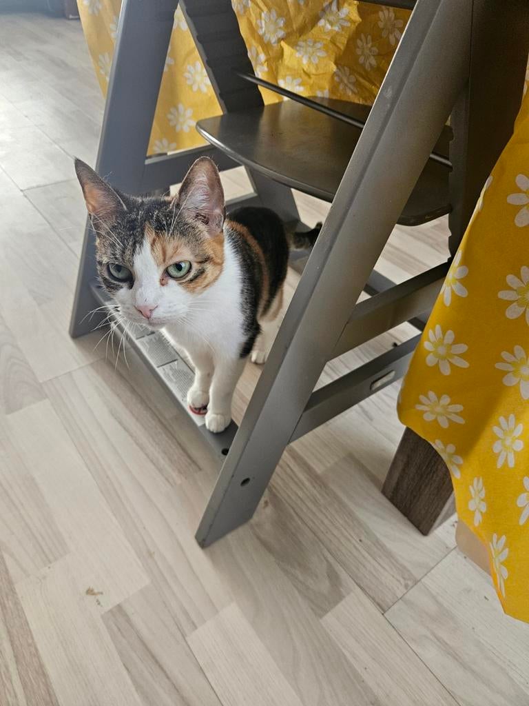 Lieve poes luna, Dieren en Toebehoren, Katten en Kittens | Overige Katten, Poes