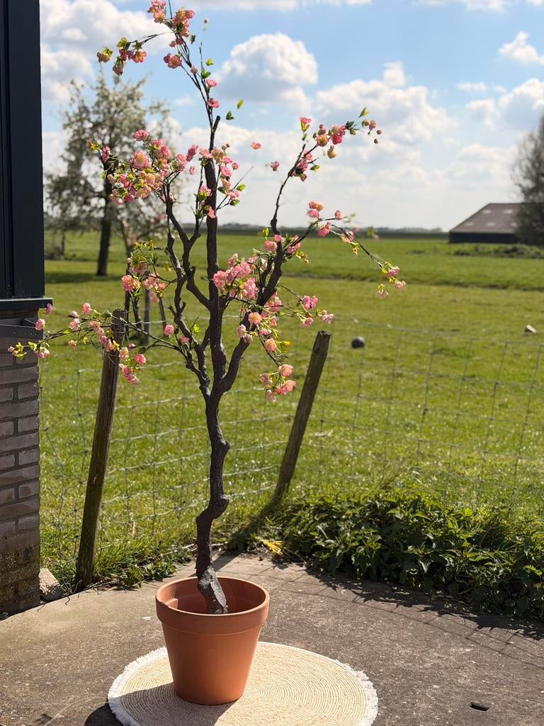 Luxe Kunst bloesemboom 175 cm Soft Pink, Ophalen of Verzenden, Volle zon, Overige soorten