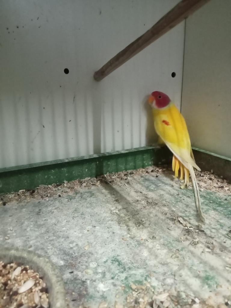 Mooi koppel pruimenkop zie advertenties, Dieren en Toebehoren, Meerdere dieren, Parkiet