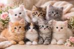 1 kitten gezocht!!, Poes
