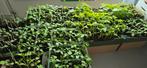 Groenteplantjes / moestuinplantjes, Ophalen, Nieuw, Overige typen