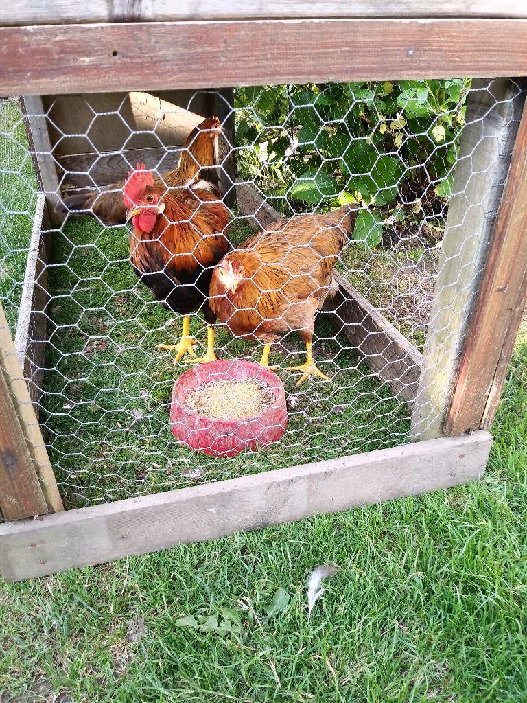 Trio Leghorn patrijs (groot), Dieren en Toebehoren, Meerdere dieren, Kip