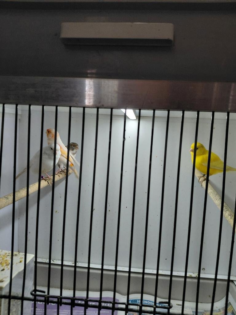 Kanaries, Dieren en Toebehoren, Vogels | Kanaries, Mannelijk, Kleurkanarie