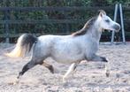 Vier kwaliteitsvolle Welsh sectie A merries, Merrie, Met stamboom, 3 tot 6 jaar, B pony (1.17m tot 1.27m)