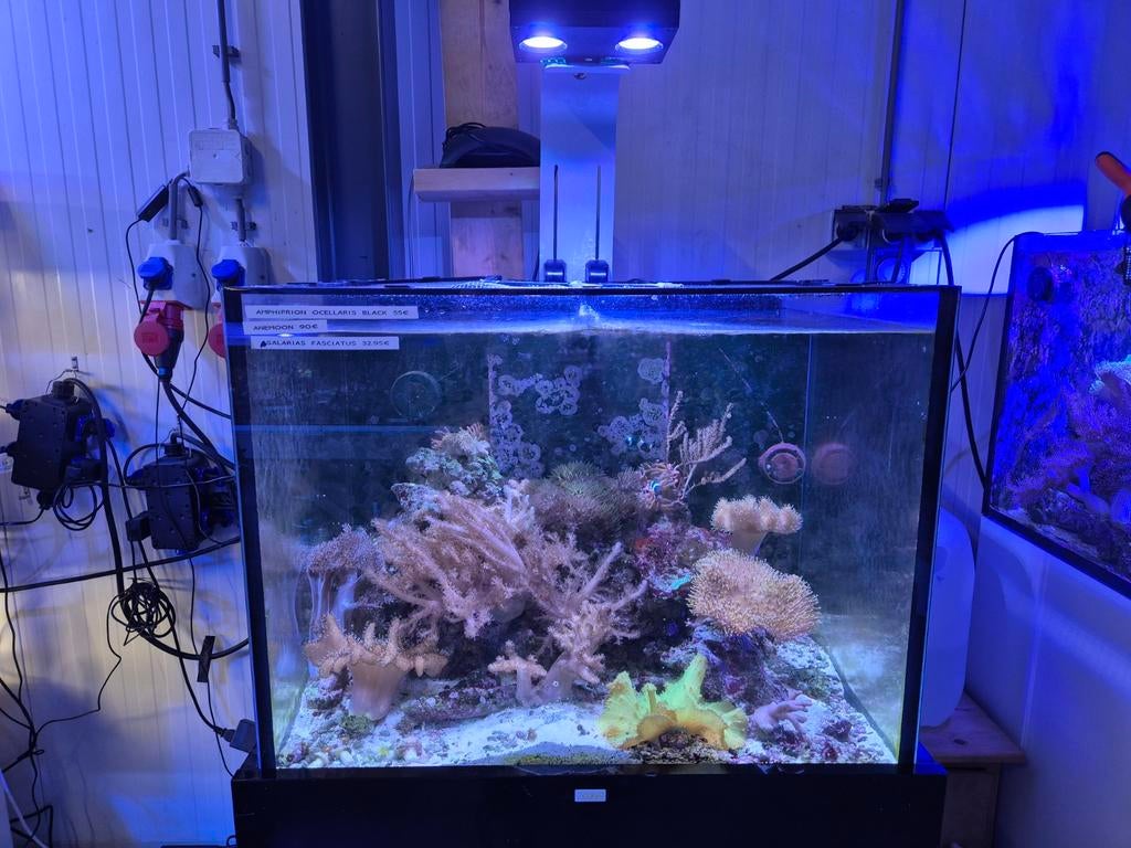 70 x 55 x 53. Bak (200 liter). Zeeaquarium, Ophalen of Verzenden, Verlichting of Verwarming