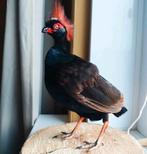 Opgezette Roulroul roelroel kwartel, Verzamelen, Ophalen of Verzenden, Opgezet dier