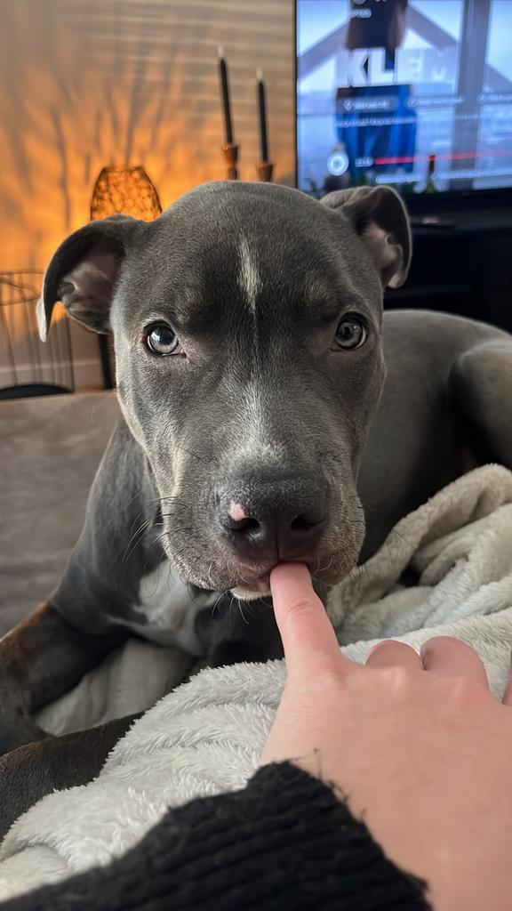 Amerikaanse stafford, Dieren en Toebehoren, 15 weken tot 1 jaar, Parvo, Eén hond, Nederland