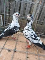 Koppel duiven, Dieren en Toebehoren, Meerdere dieren, Overige soorten