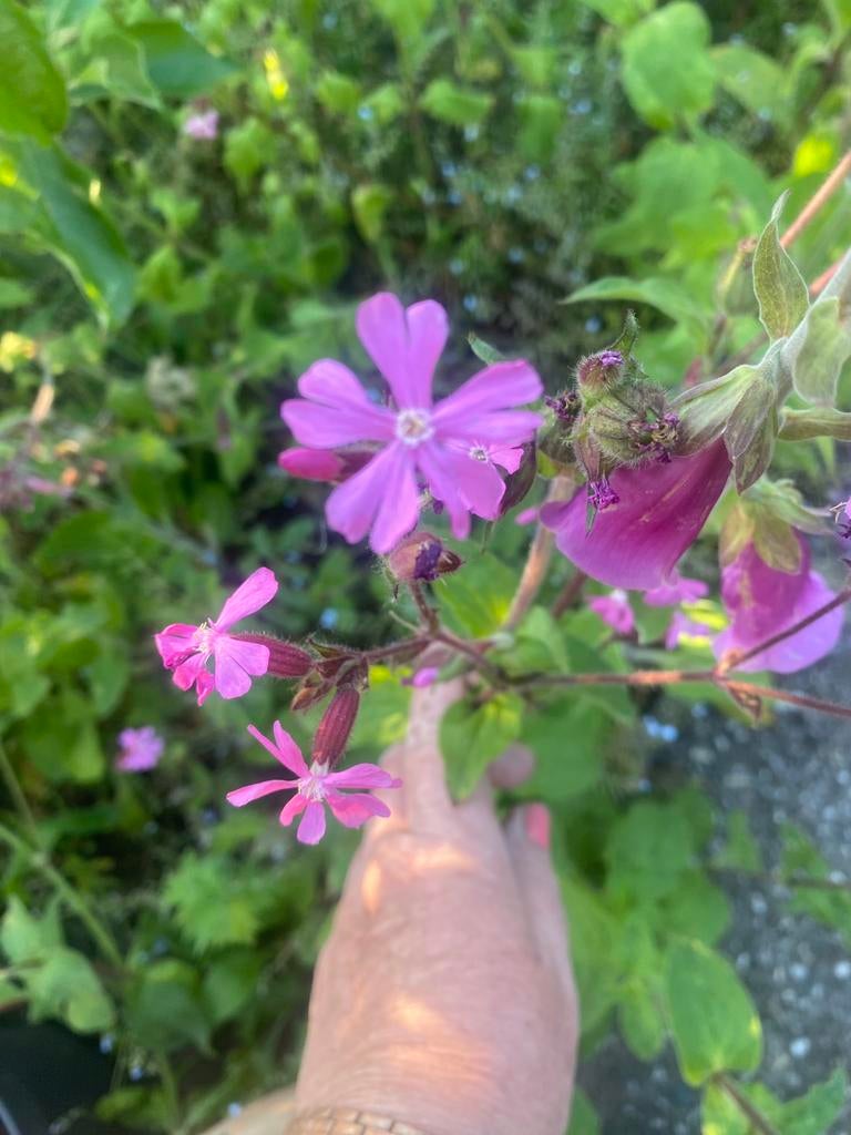 Biologisch geteelde dagkoekkoeksbloem, inheems, Tuin en Terras, Planten | Tuinplanten, Ophalen, Overige soorten, Volle zon