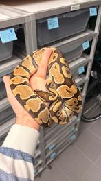 1.0 special 100% het hypo ball python, Dieren en Toebehoren, Slang, 0 tot 2 jaar