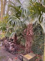 Palmboom - Zelf uitgraven - Dit weekend weg!, Tuin en Terras, Bloeit niet, 100 tot 250 cm, Palmboom, Ophalen