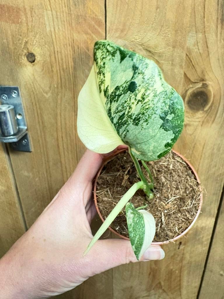 Monstera thai constellation plant variegata large cream, Huis en Inrichting, Kamerplanten, Ophalen of Verzenden, Halfschaduw, Minder dan 100 cm