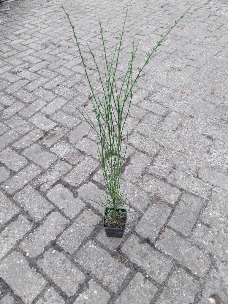 Cytisus praecox, gele brem, Tuin en Terras, Ophalen, Overige soorten, Volle zon