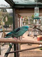 Catherina parkieten, Meerdere dieren, Parkiet