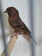 Te koop diverse vogels, Meerdere dieren