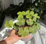 Oxalis corymbosa aureo reticulata knollen (20 knollen €10), Overige soorten, Minder dan 100 cm, Bloeiende kamerplant, Halfschaduw