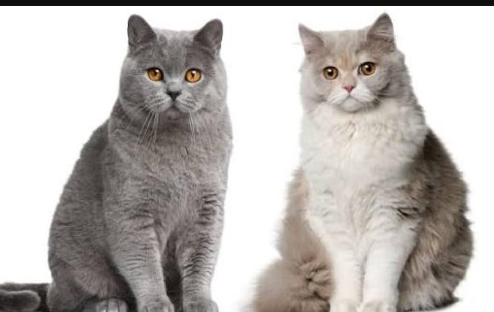 Britse korthaar kater gezocht., Dieren en Toebehoren, Kater, Met stamboom