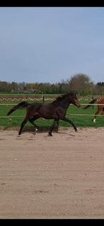Sport pony voor de toekomst, Met stamboom, 0 tot 2 jaar, Hengst, Onbeleerd
