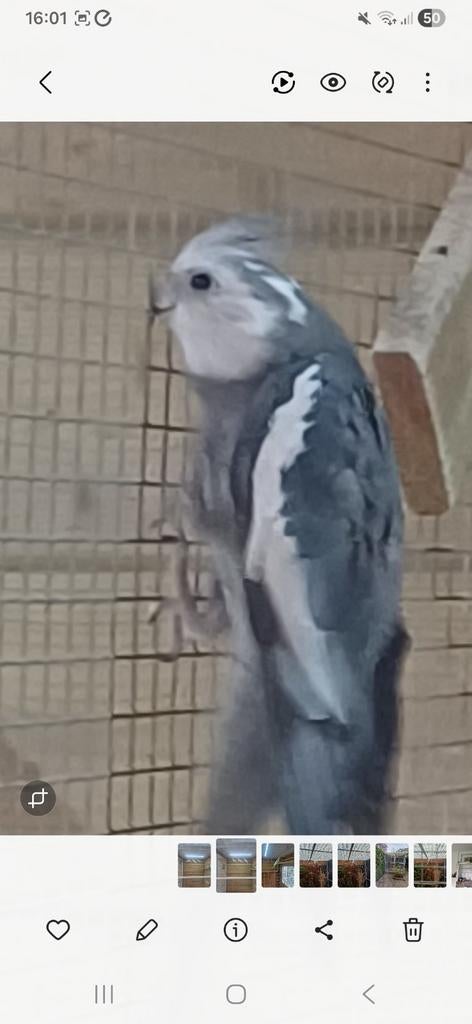 Te koop witmasker man valkparkiet 2025, Mannelijk, Parkiet