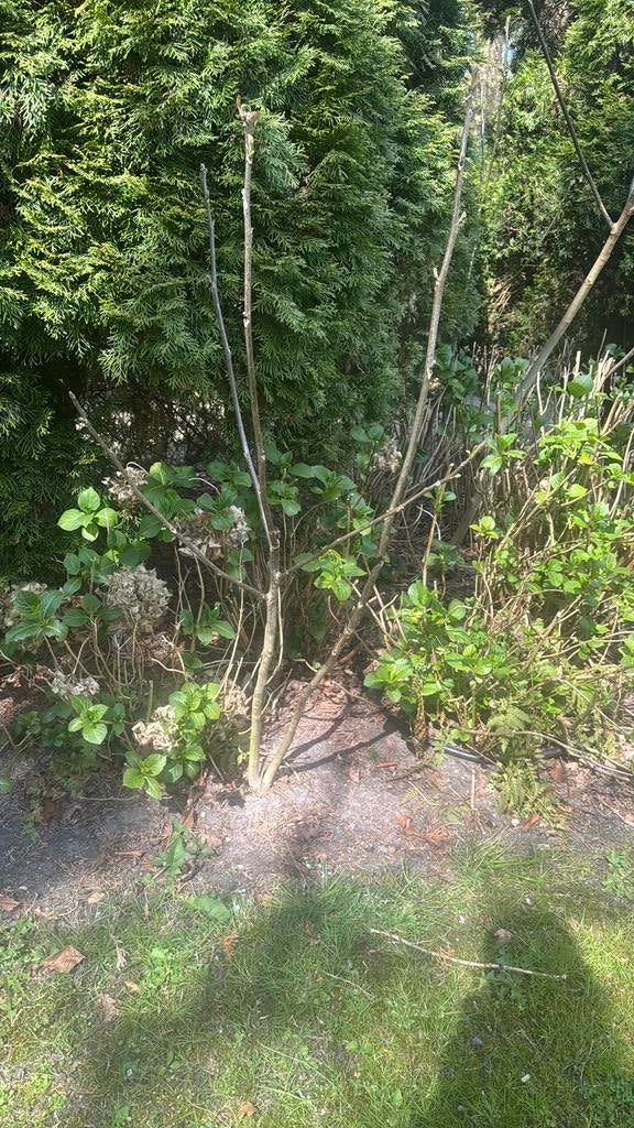 Walnoot eigen tuin 160 cm, Tuin en Terras, Planten | Bomen, Ophalen of Verzenden, Volle zon, Overige soorten, 100 tot 250 cm