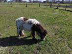 Te koop twee mooie chetlanders, Dieren en Toebehoren, Pony's