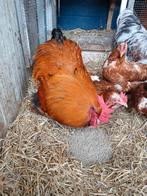 4 orpiton hanen, Dieren en Toebehoren, Mannelijk, Kip