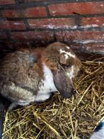 Franse hangoor voedster, Dieren en Toebehoren, Vrouwelijk, Groot, Hangoor