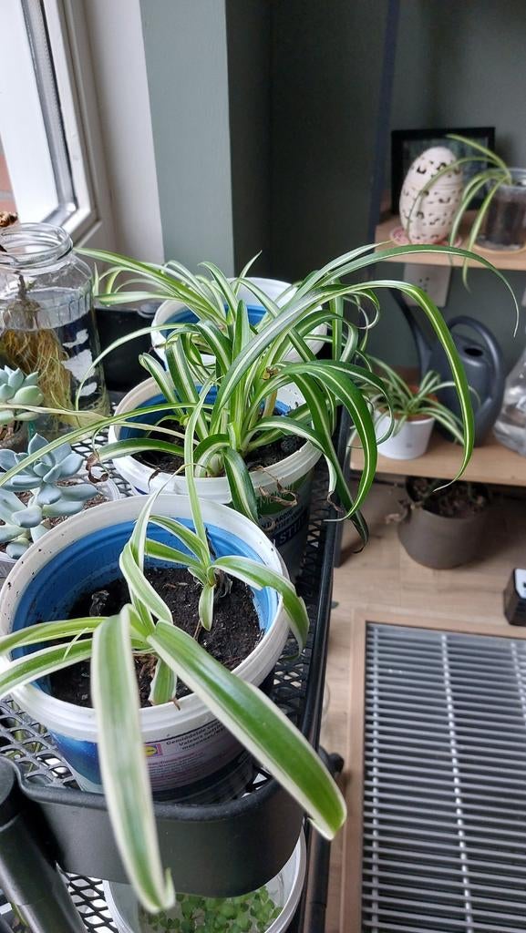 Graslelie stekjes, Ophalen, Vaste plant, Siergrassen, Bloeit niet