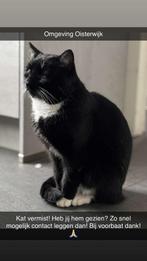 Kat vermist - Omgeving Oisterwijk, Dieren en Toebehoren, Kat