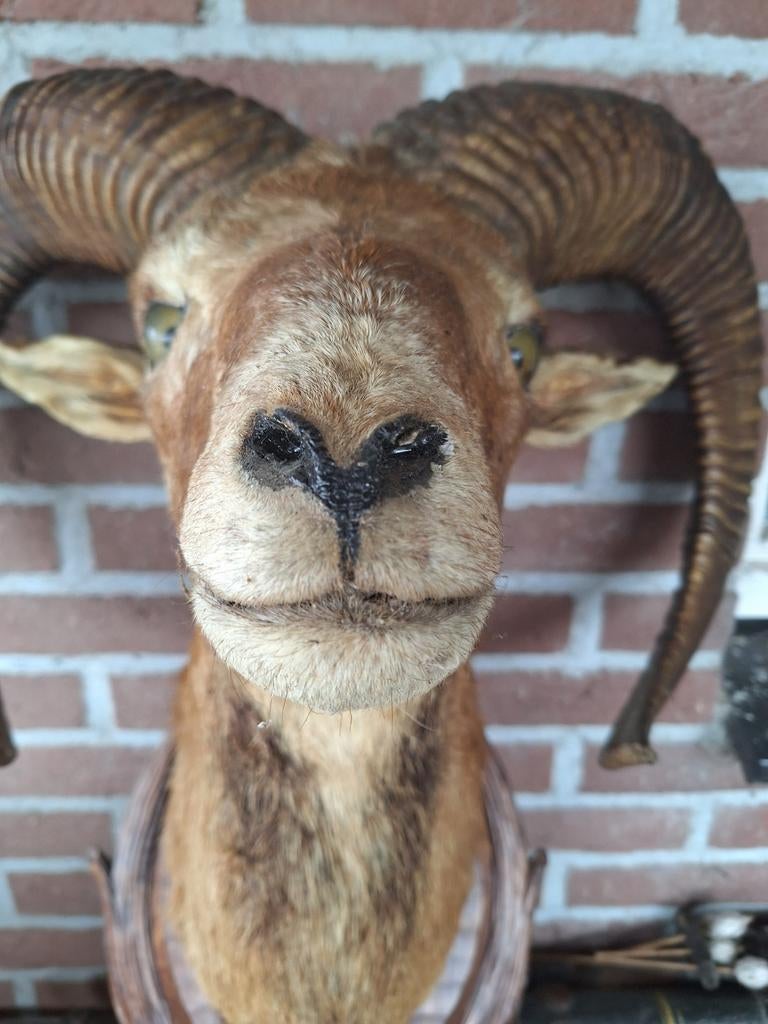 Opgezette moeflon kop, Ophalen, Gebruikt, Hert, Gewei of Kop