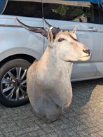 Grote commen eland, Verzamelen, Ophalen, Beeldje of Figuurtje