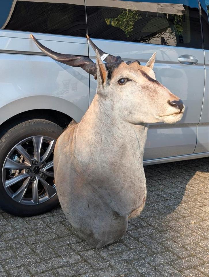 Grote commen eland, Verzamelen, Dierenverzamelingen, Beeldje of Figuurtje, Ophalen
