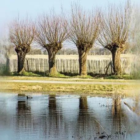 Wilgentakken voor paarden, Bloeit niet, Overige soorten, 400 cm of meer, Ophalen