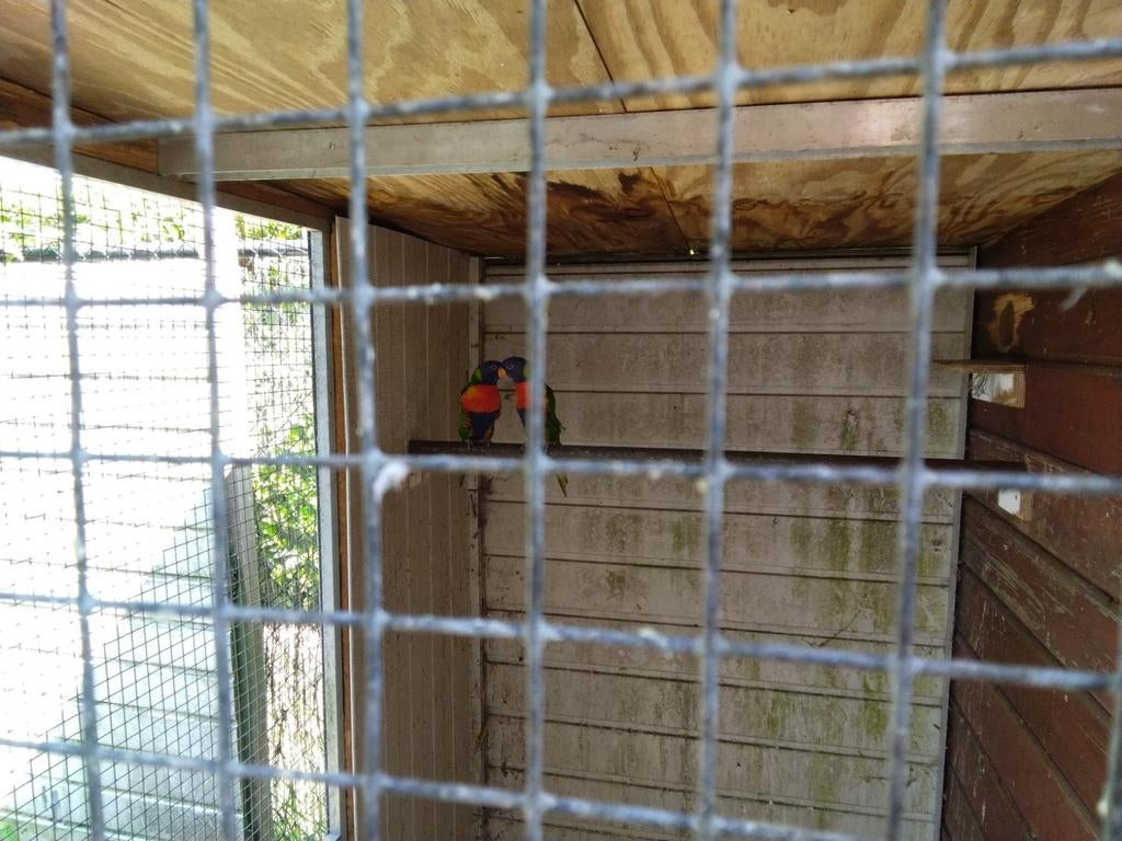 Lorrie s van de blauwe bergen, Geslacht onbekend, Parkiet