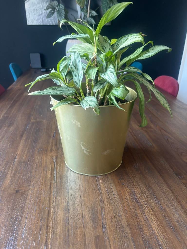 Aglaonema, Ophalen of Verzenden, Halfschaduw, Minder dan 100 cm